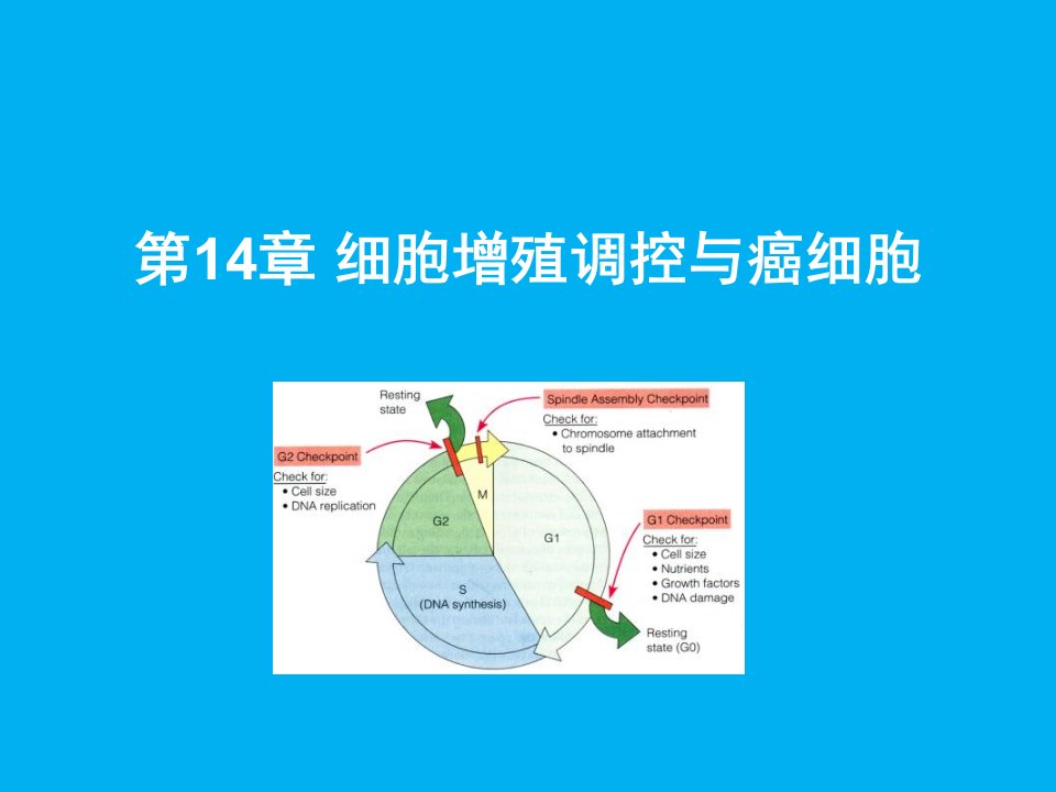 细胞生物学第14章细胞增殖调控与癌细胞