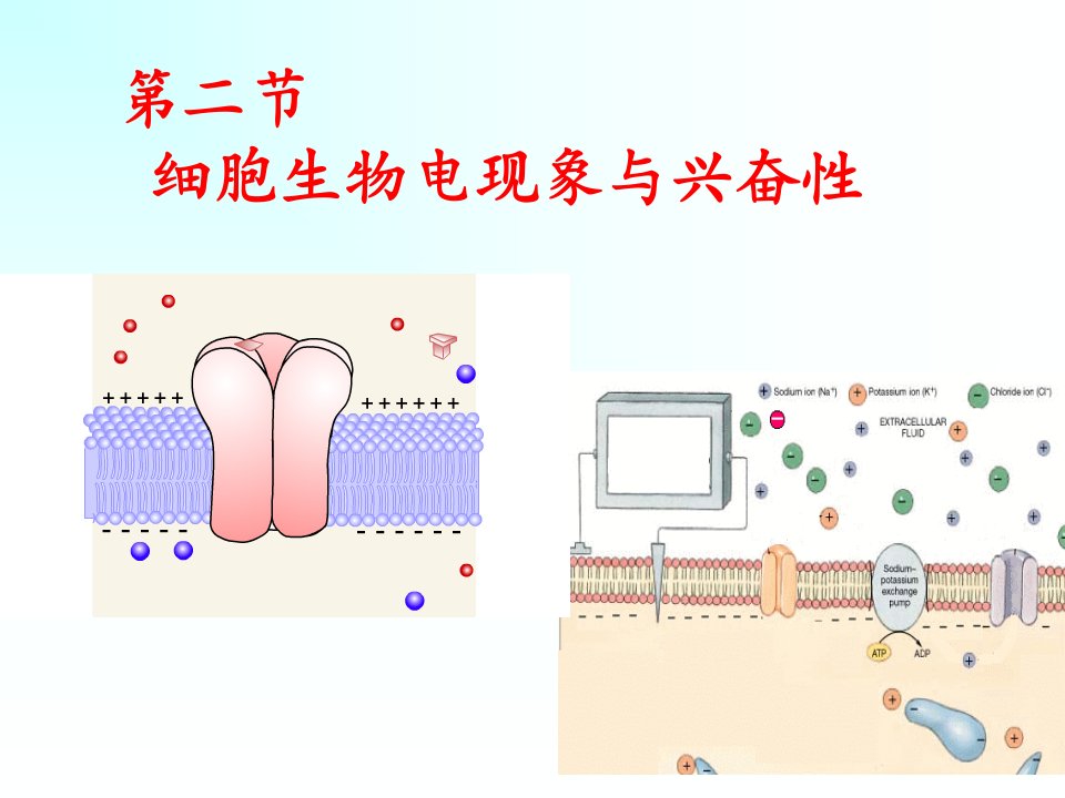 细胞生物电现象