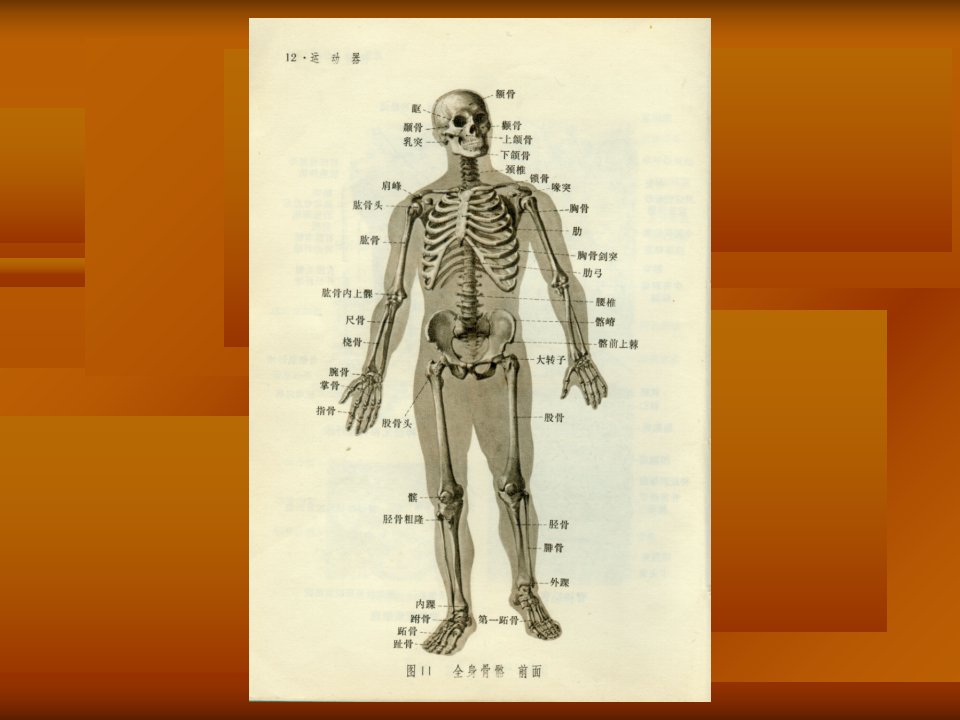 人工髋关节置换患者康复训练指导41页PPT课件