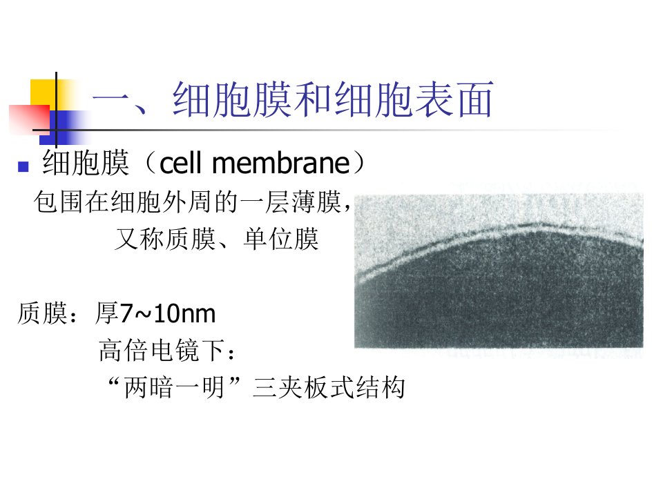 细胞生物学2细胞膜