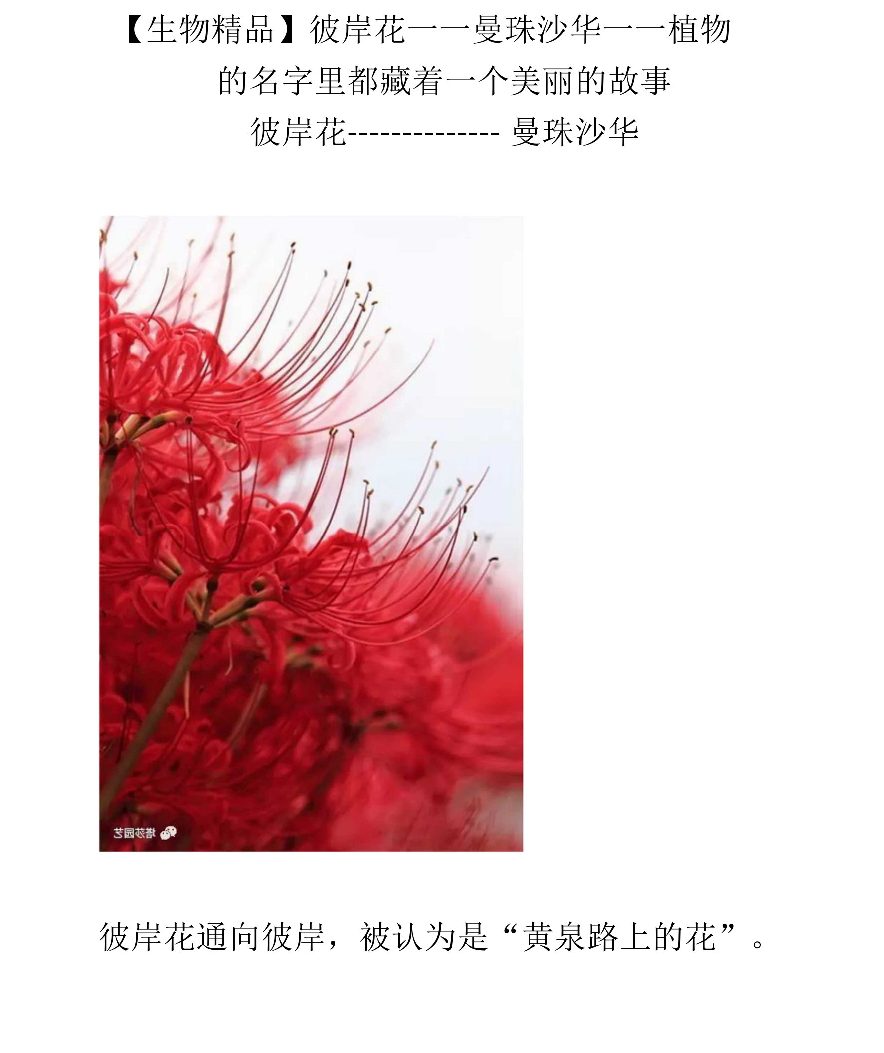 【生物精品】彼岸花——曼珠沙华——植物的名字里都藏着一个美丽的故事