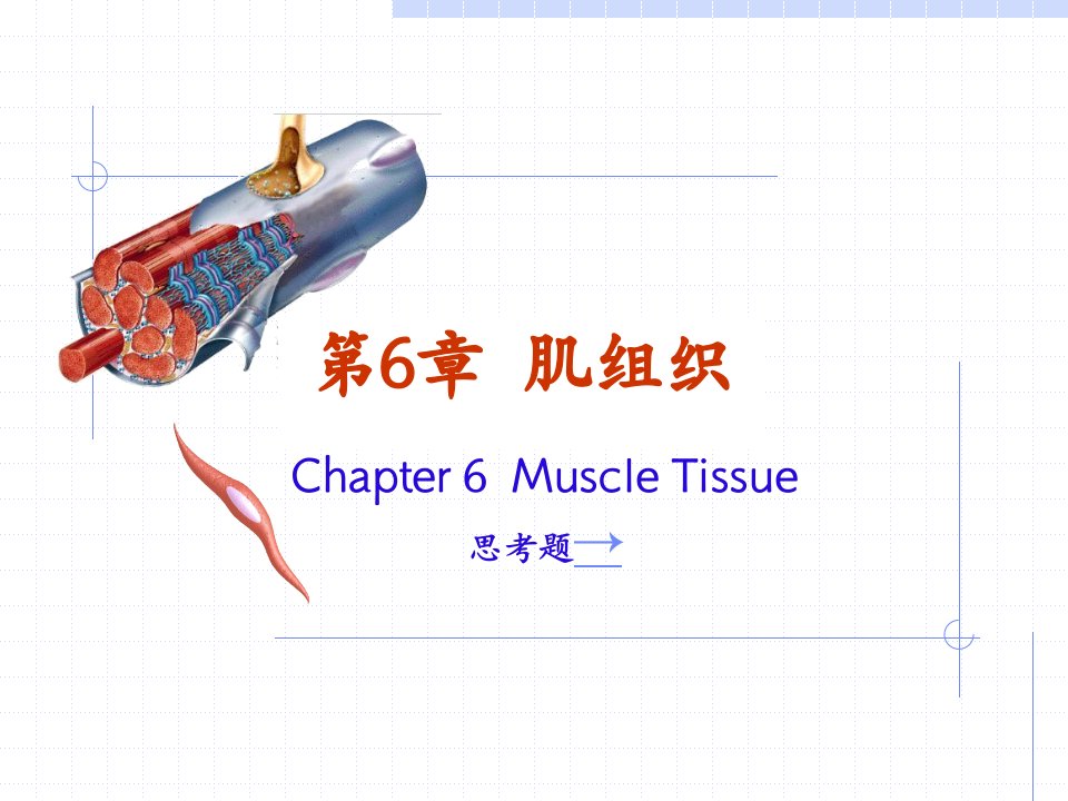 《组织胚胎学肌组织》PPT课件