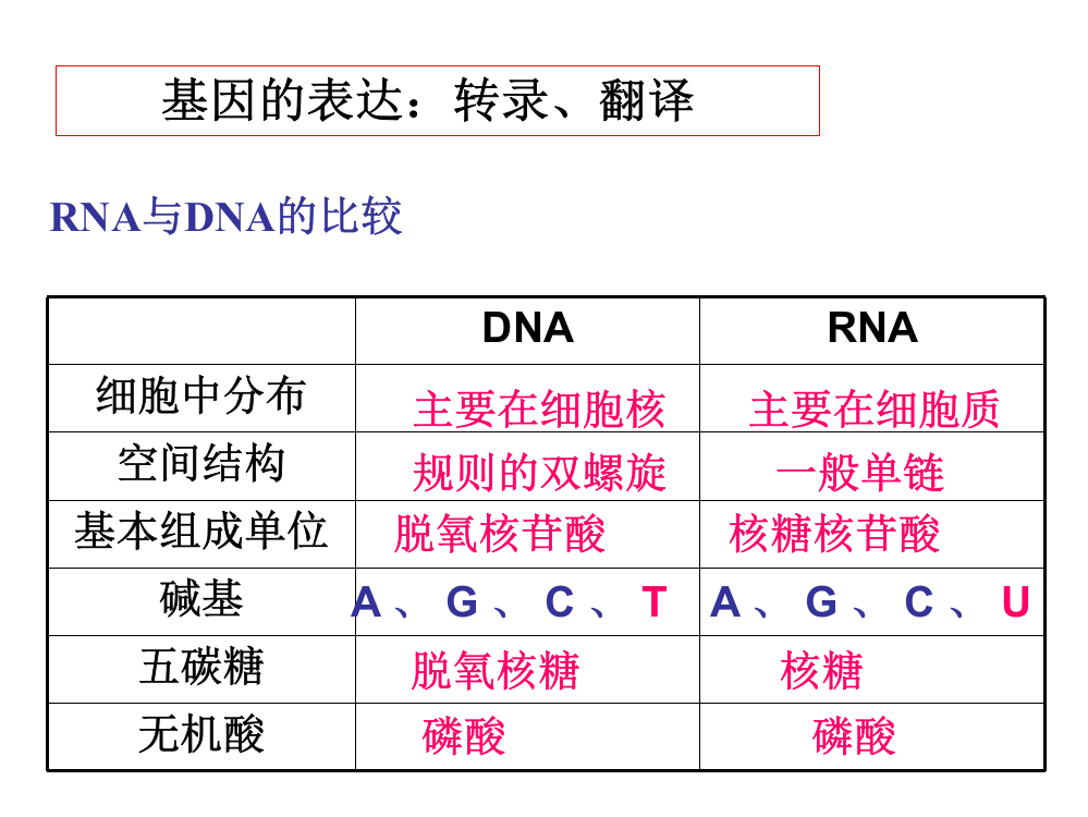 遗传的分子基础2