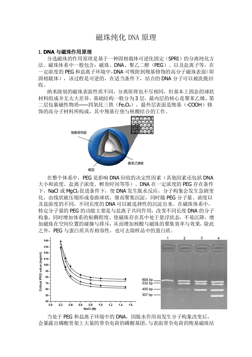 磁珠提取DNA原理