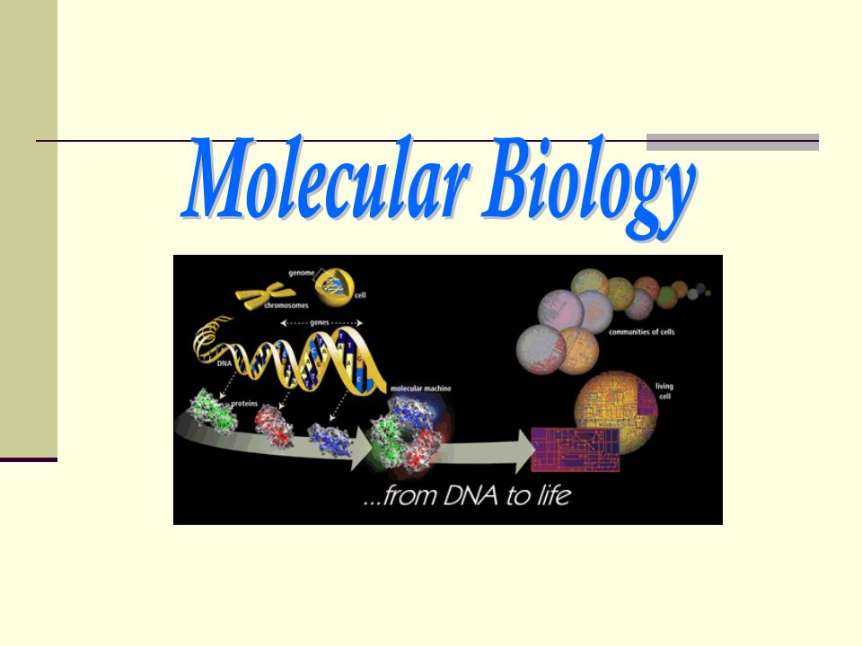 NJUST分子生物学课件