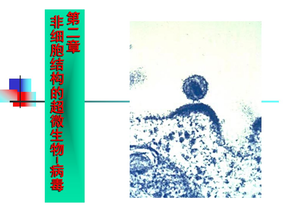 非细胞结构的超微生物-病毒