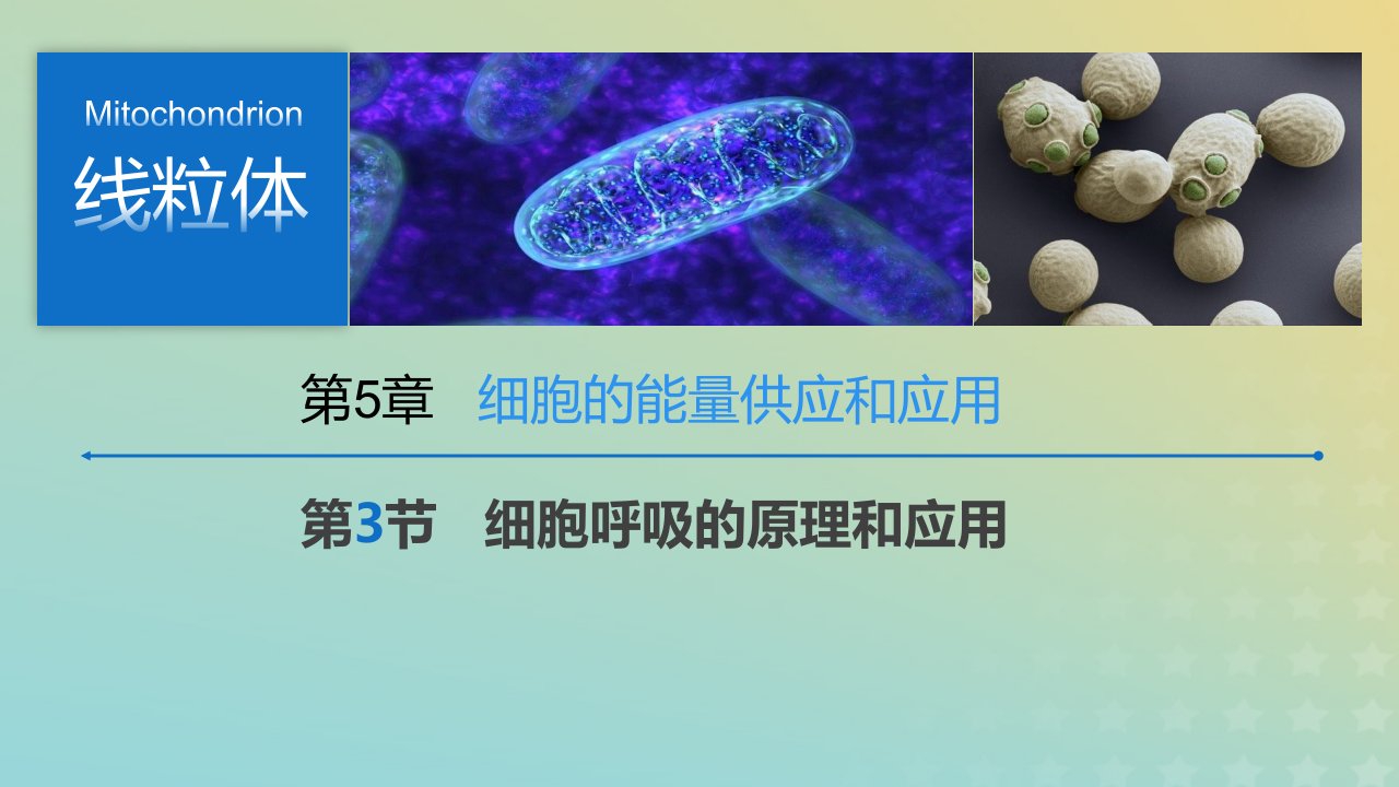 新教材2023年秋高中生物5.3细胞呼吸课件新人教版必修1