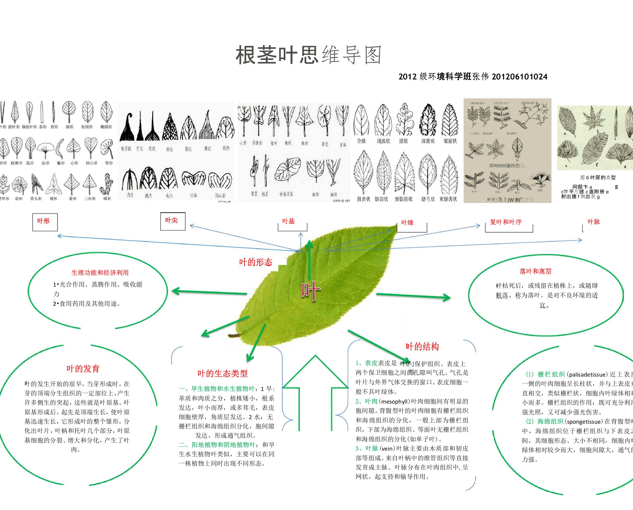 植物学根茎叶结构思维导图