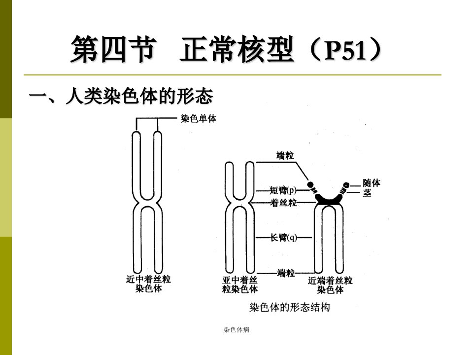 医学遗传学染色体病ppt课件