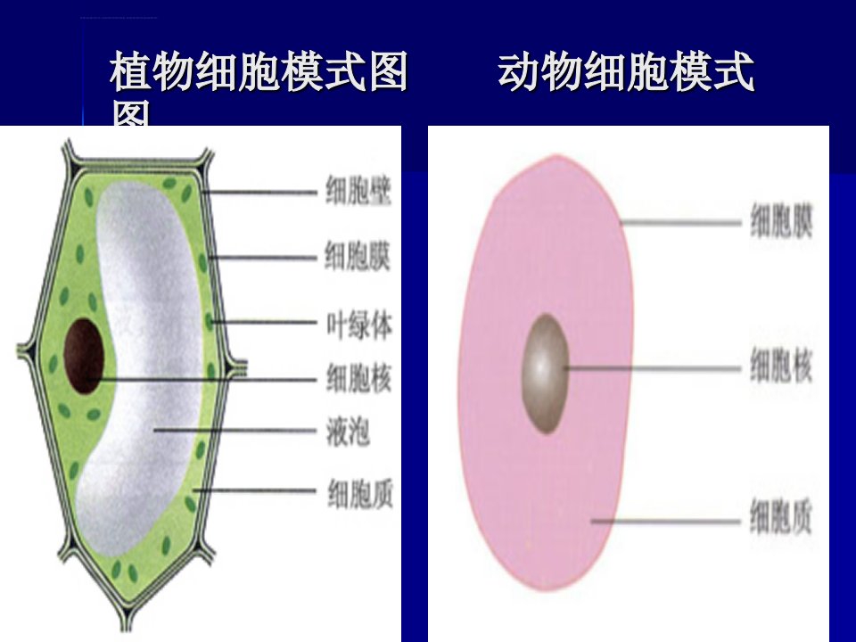 七年级上册生物重点图册ppt课件