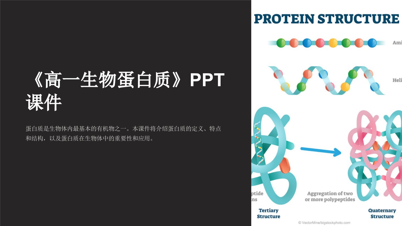 《高一生物蛋白质》课件