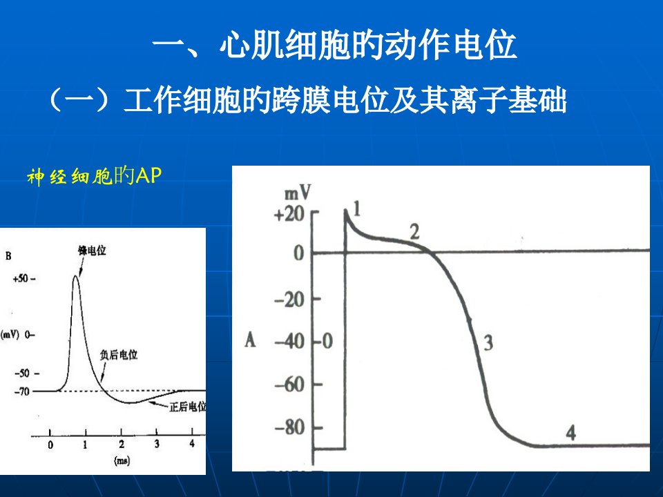 生物电现象市公开课获奖课件省名师示范课获奖课件