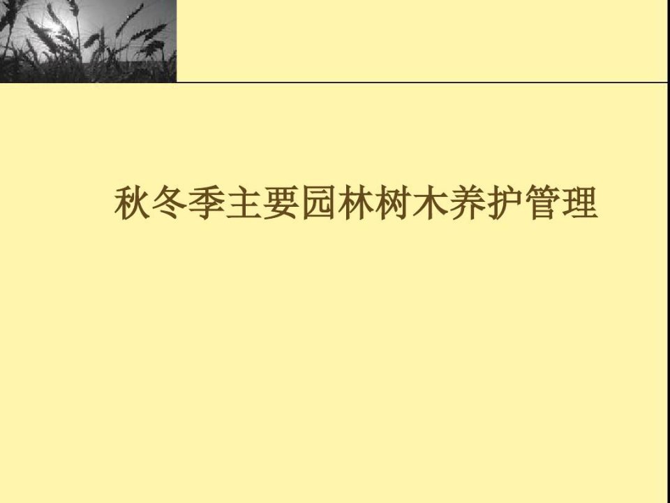 冬季园林树木养护管理教学文案