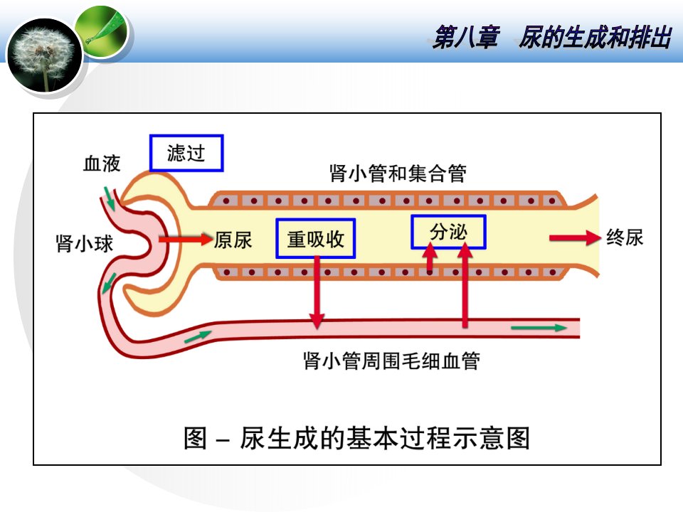 第八章泌尿