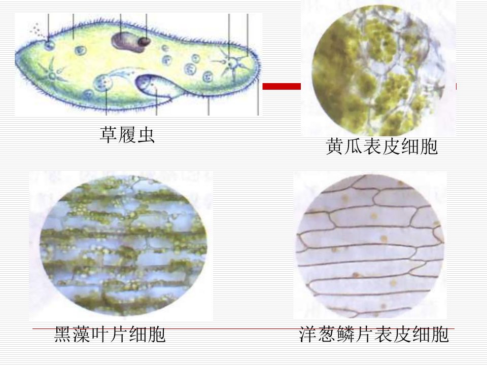 显微镜的结构及使用方法ppt课件