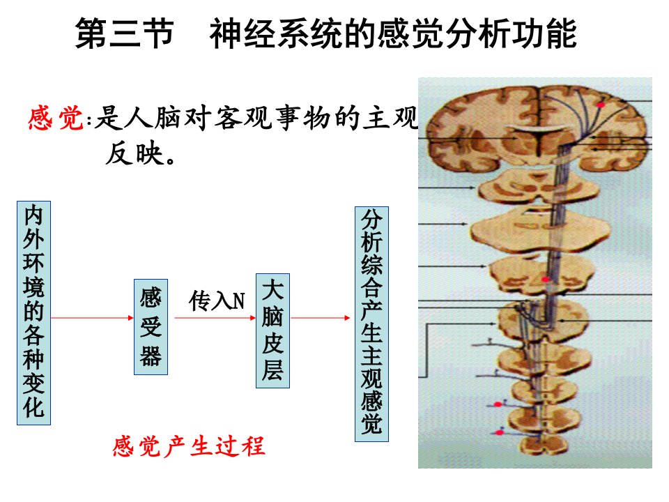 神经系统的感觉分析功能