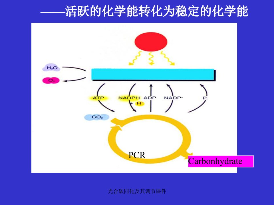 光合碳同化及其调节课件