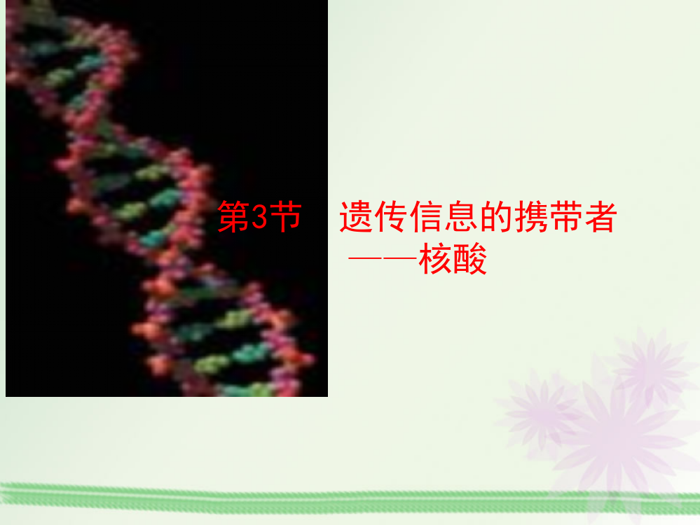 23遗传信息的携带者--核酸课件（人教版必修I）