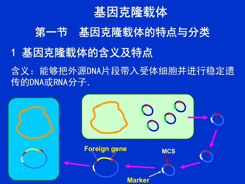 《基因克隆载体》PPT课件