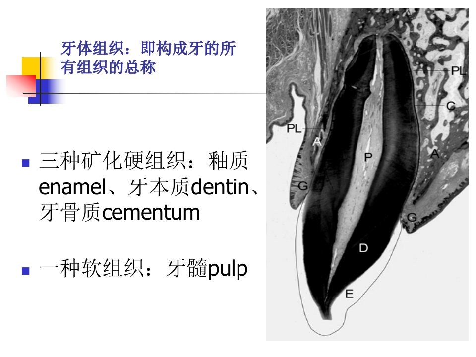 口腔组织病理学第一章牙体组织课件