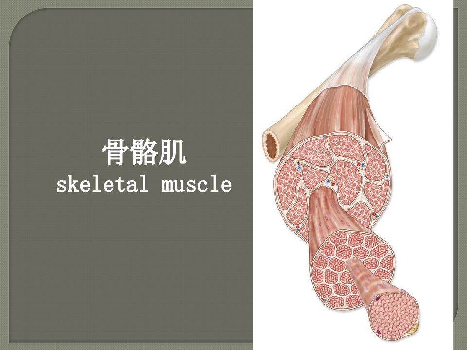 生理学教学课件骨骼肌唐颂龄