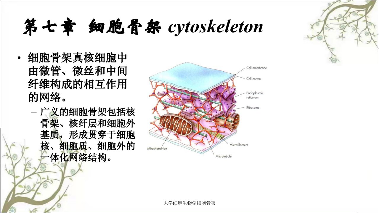 大学细胞生物学细胞骨架课件