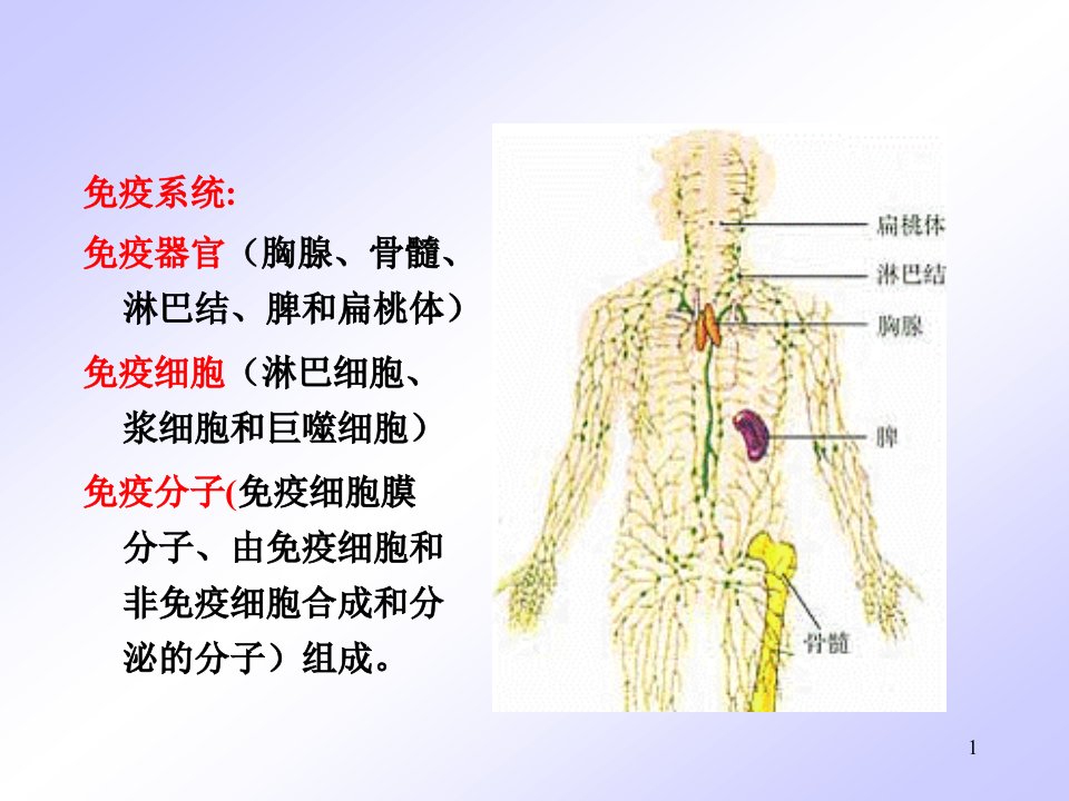 免疫系统及其常见疾病教学内容