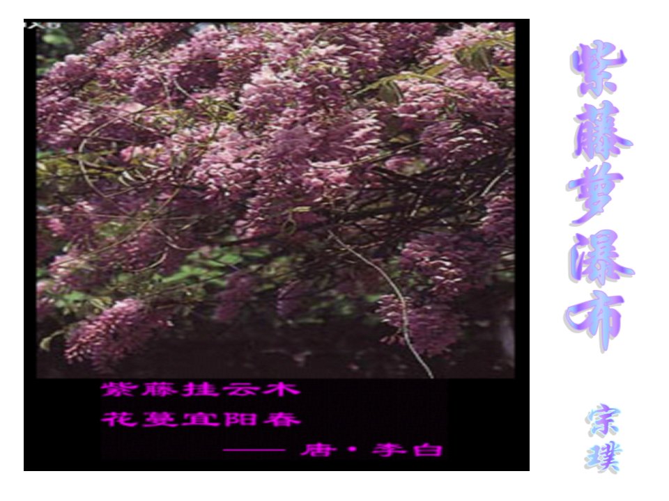 紫藤,别名朱藤、藤萝。豆科,落叶木质藤本。干皮灰白色,-课件（PPT演示稿）