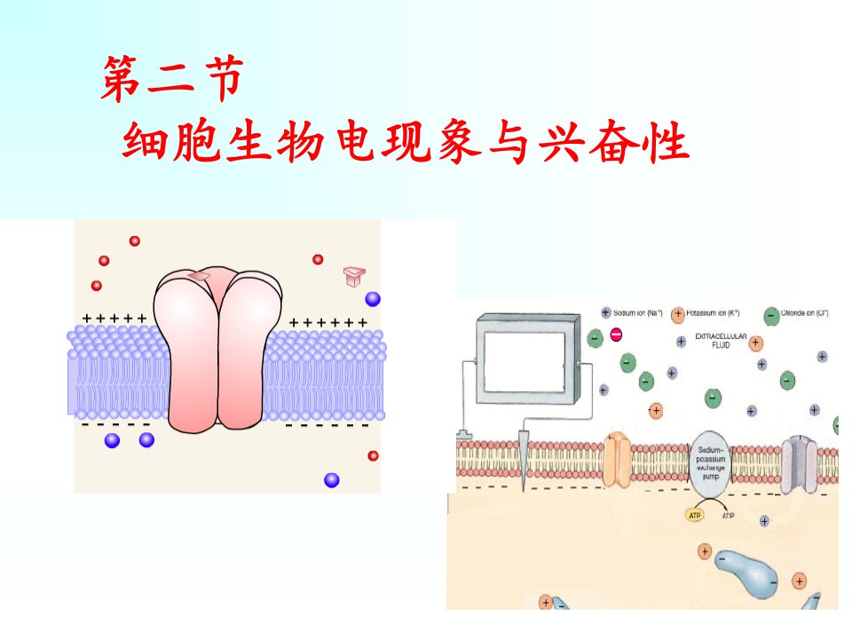 细胞生物电现象省名师优质课赛课获奖课件市赛课一等奖课件