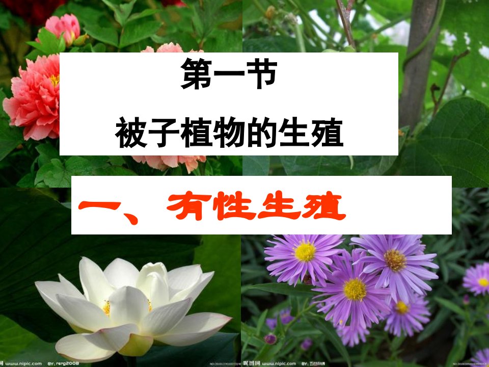 被子植物的生殖