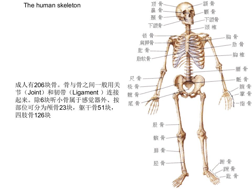 人体骨骼介绍