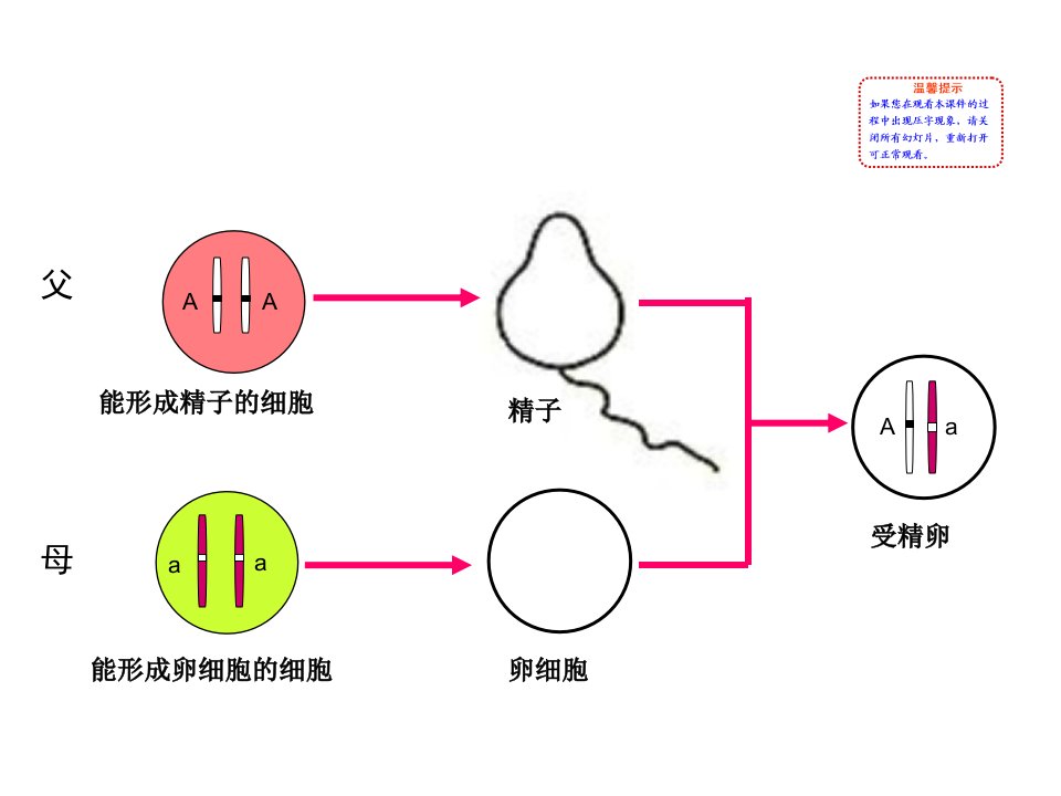 新人教版八年级生物下册基因的显性和隐性ppt课件