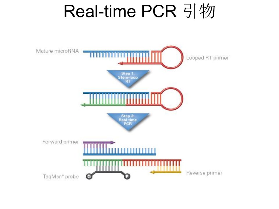 miRNA引物设计方法