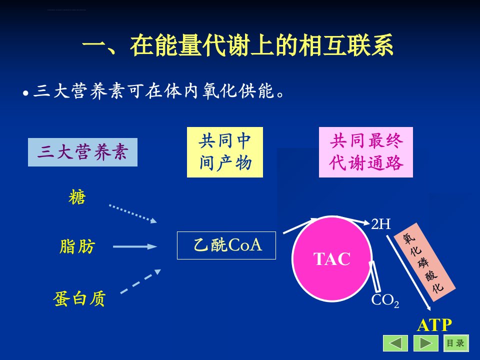 体内三大营养物质的代谢联系ppt课件