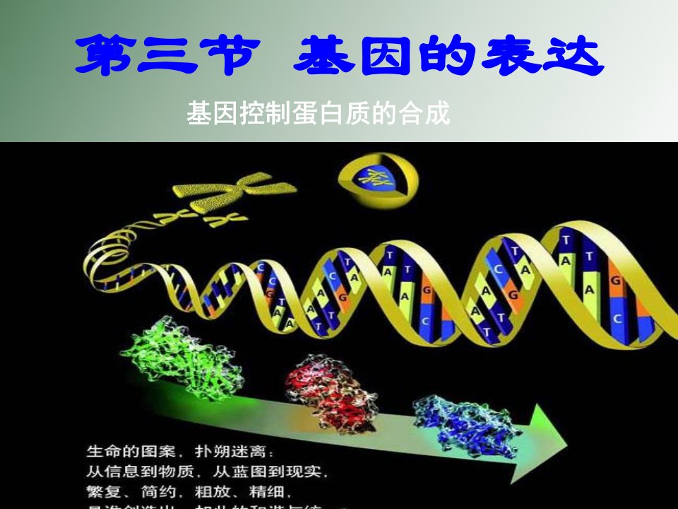 基因的表达、基因对性状的控制