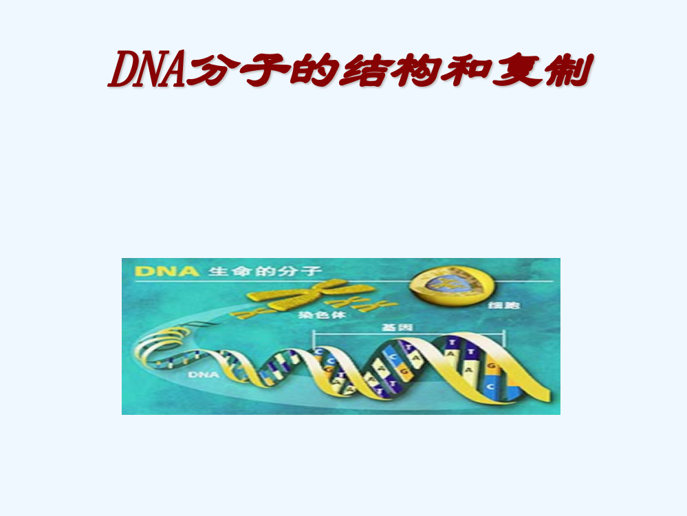 DNA的结构和复制01