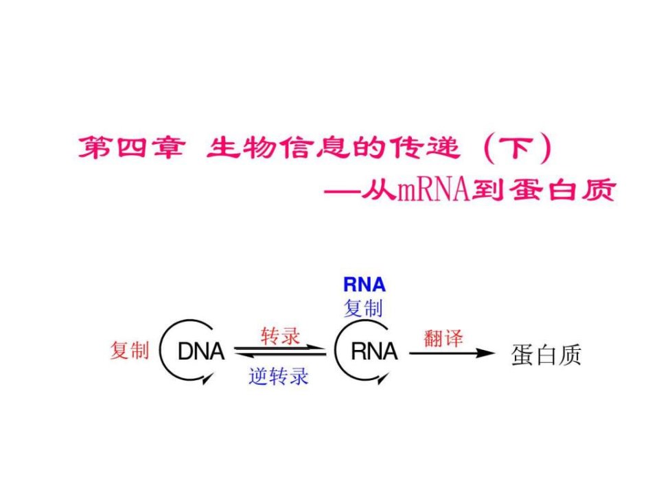 分子生物学课件004_图文