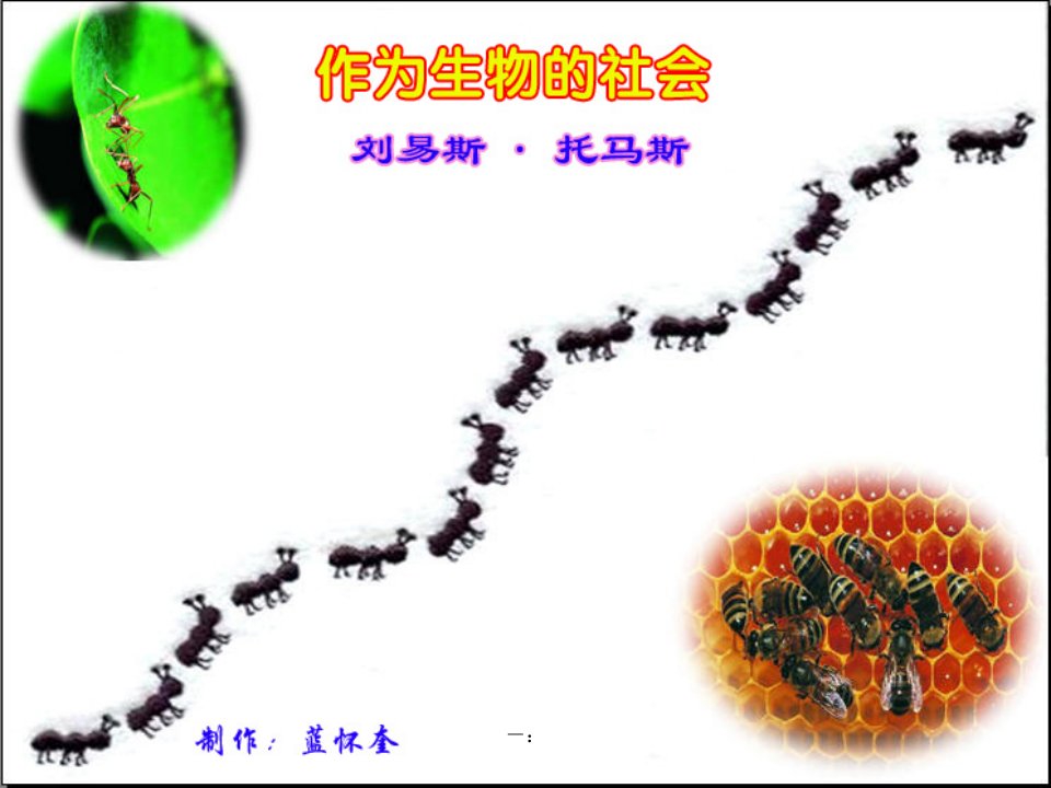 《作为生物的社会》上课ppt