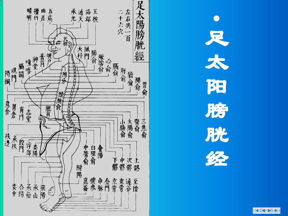 2-07、足太阳膀胱经PPT课件