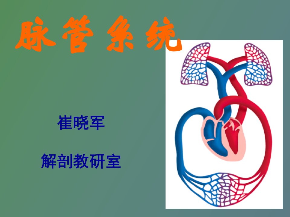 系统解剖学动脉