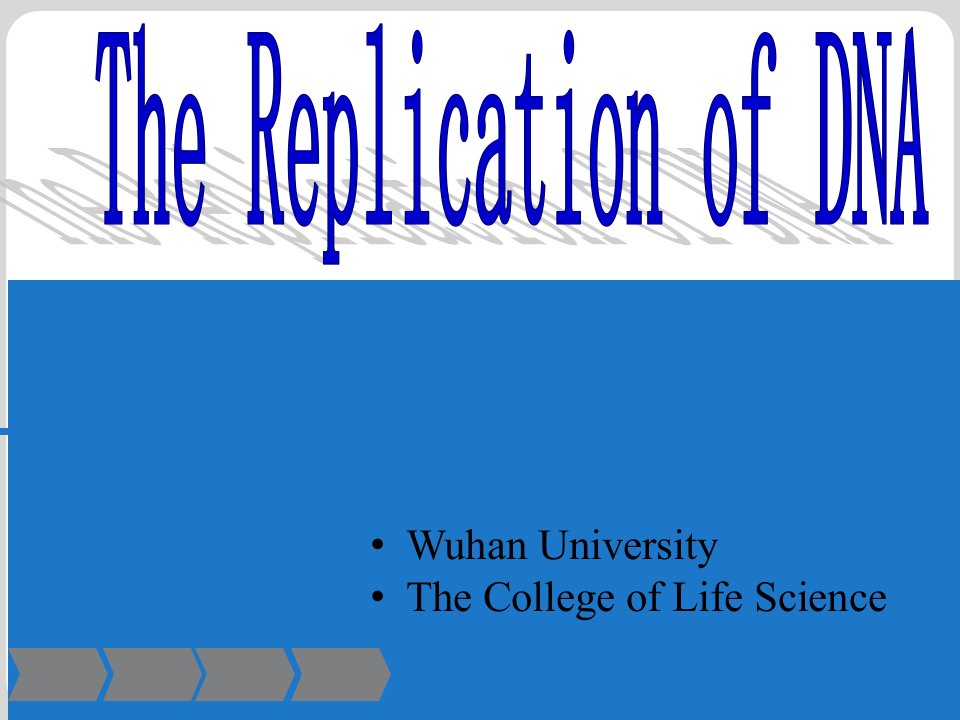 DNA复制(DNA-Replication)英文版课件