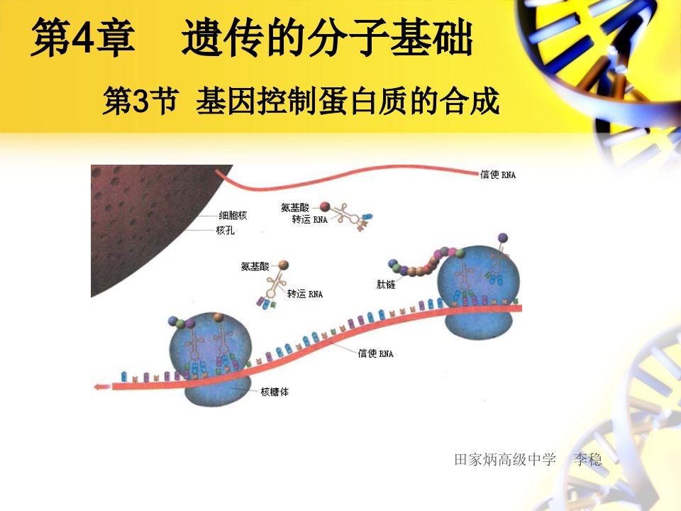 (4)基因控制蛋白质的合成—翻译