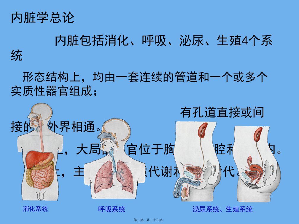 内脏总论上消化道