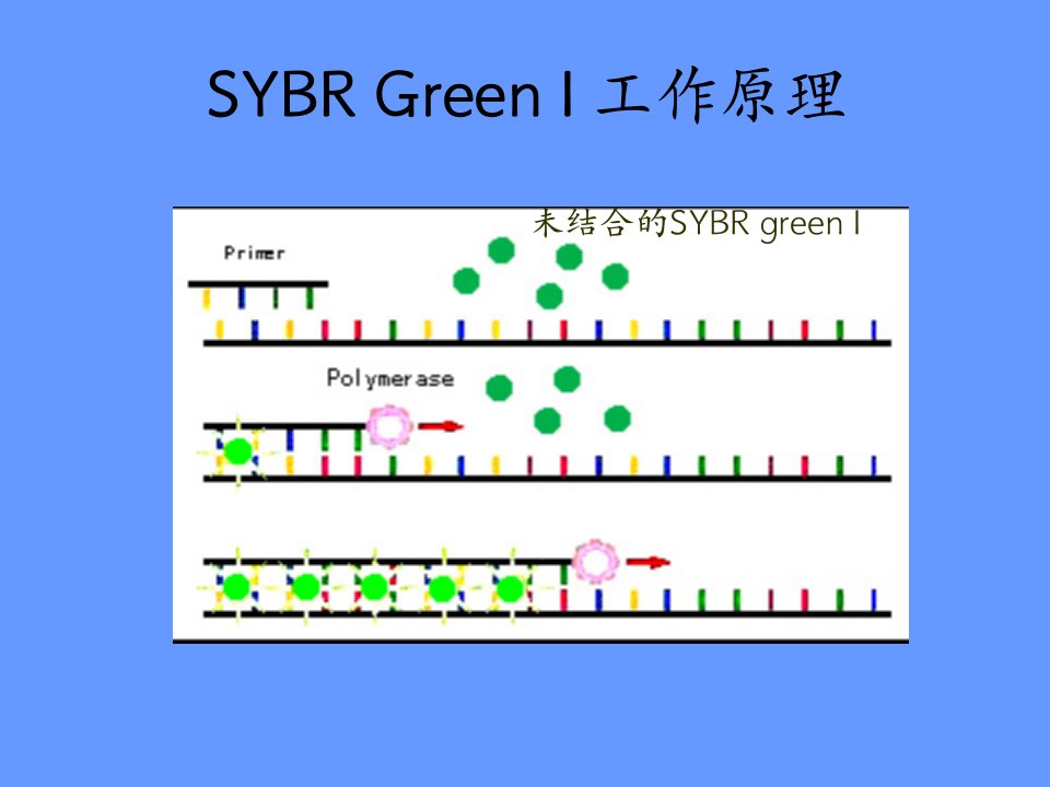 realtimepcr-4