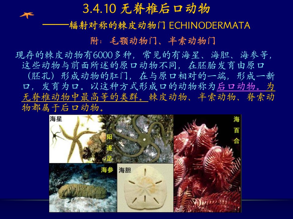 动物生物学棘皮动物