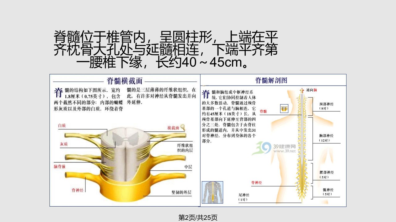 脊髓损伤的评定与治疗