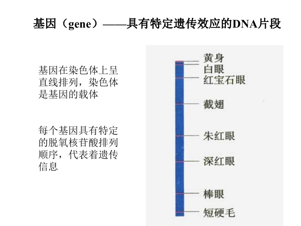 生物必修二基因的表达课件