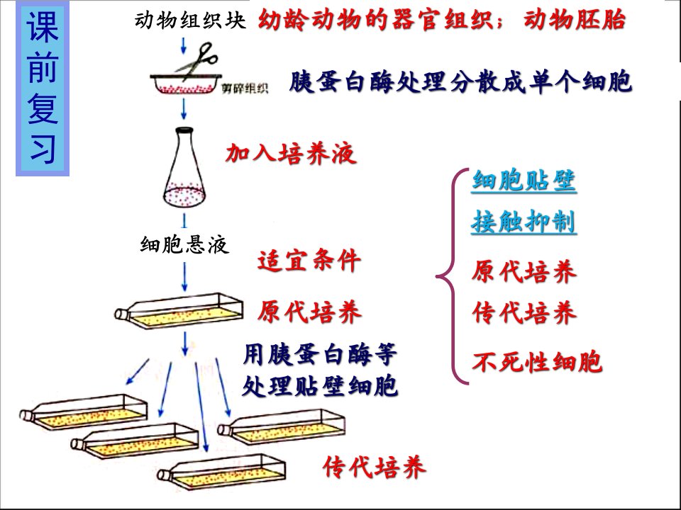 动物细胞融合与单克隆抗体ppt课件