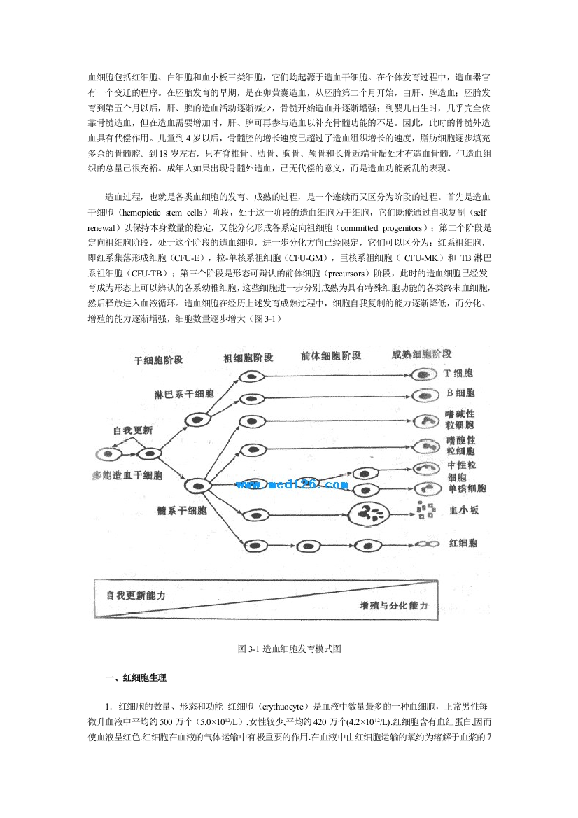 红细胞生理