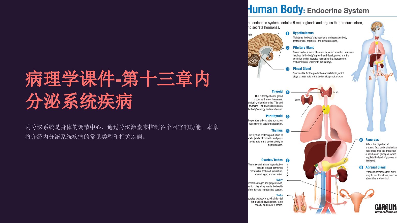 病理学课件-第十三章内分泌系统疾病